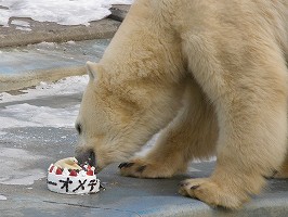 写真：特製ケーキを食べるホッキョクグマ