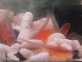 写真：シロザケの稚魚