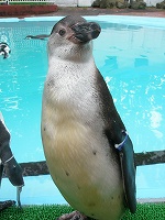写真：フンボルトペンギンの「しー」ちゃん
