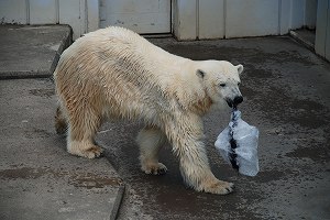 写真：ホッキョクグマ