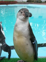 写真：フンボルトペンギン