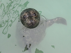 写真：ゼニガタアザラシ