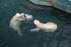 写真：プールの中で氷と戯れるホッキョクグマ