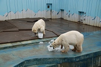 写真：ホッキョクグマ