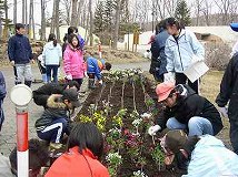 写真：人権の花運動、山花小中学校の皆さんによる花植えの様子