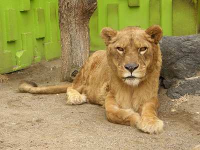 写真：ライオンのメス「マナミ」