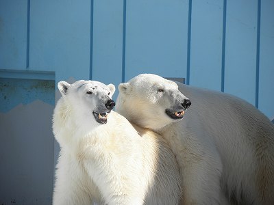 写真：ホッキョクグマ