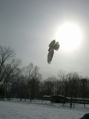 写真：クマタカ