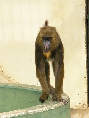 写真：マンドリルのクミ