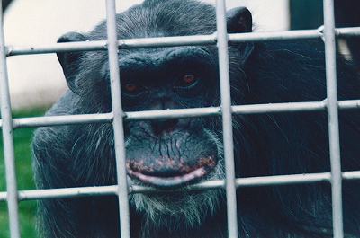 写真：チンパンジーのケンチ