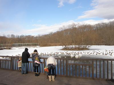 写真：新しくなったハクチョウ池の観覧デッキ