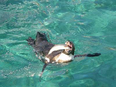 写真：ウグイをくわえるフンボルトペンギン