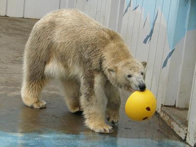 写真：ホッキョクグマのツヨシ