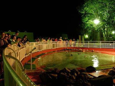 写真：夜のペンギン舎