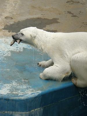 写真：ニジマスをくわえるホッキョクグマのツヨシ