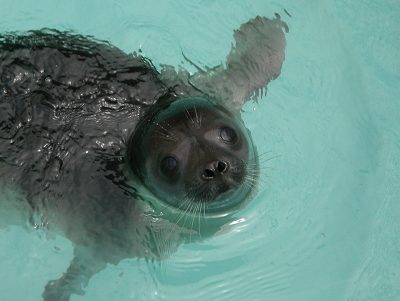 写真：クラカケアザラシ