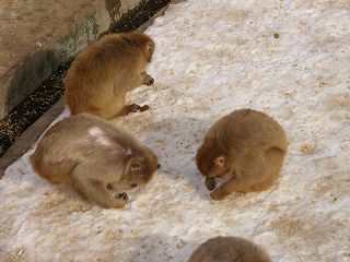 写真：まかれた豆を食べているニホンザル