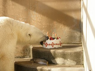 写真：特製ケーキを食べるホッキョクグマ