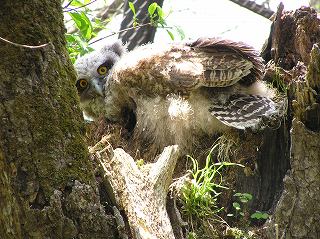 写真：2007年生まれのシマフクロウが巣立ちしました