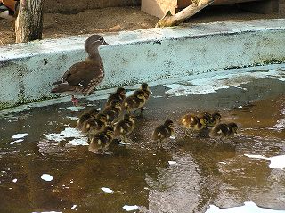 写真：オシドリがふ化しました