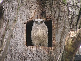 写真：2007年生まれのシマフクロウがもう少しで巣立ち？