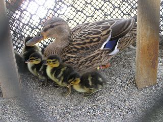 写真：マガモがふ化しました