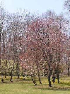 写真：園内にあるエゾヤマザクラが開花しました