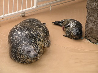 写真：ゼニガタアザラシが生まれました