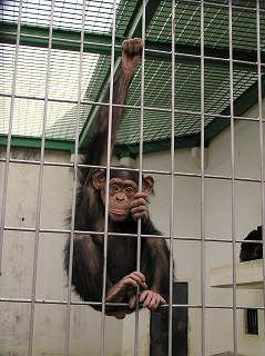 写真：チンパンジーのポリーが韓国へ旅立ちます