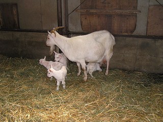 写真：ヤギの4つ子が生まれました