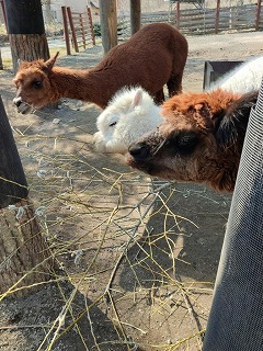 写真：ヤナギの木を食べるアルパカ