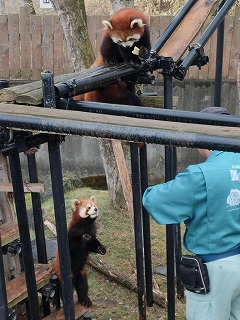 写真：レッサーパンダ1