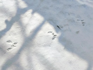 写真：雪についた足跡