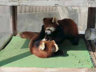 写真：リムとレラ1