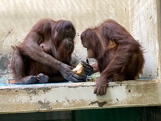 写真：二人でヤシの実を食べます