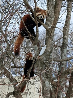 写真：レッサーパンダ子