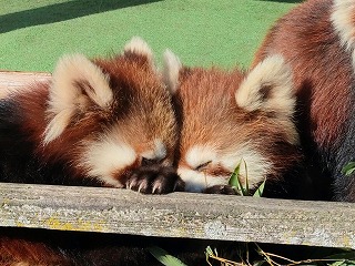 写真：レッサーパンダの親子2