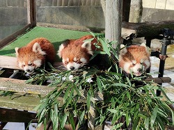 写真：レッサーパンダ親子（1月5日）