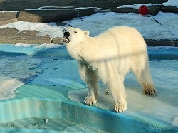 写真：ホッキョクグマ（1月11日）