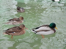 写真：水鳥