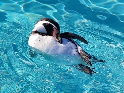 写真：フンボルトペンギン