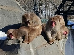 写真：ニホンザル