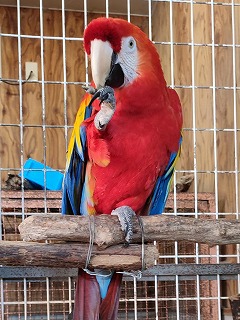 写真：アカコンゴウインコ