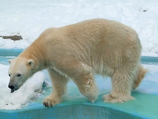 写真：ホッキョクグマ（1月28日）