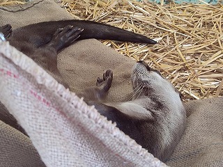 写真：カナダカワウソ