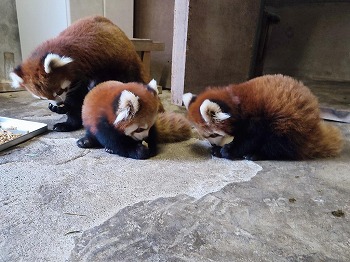 写真：双子のパンダ