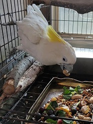 写真：エサを食べるしんちゃん1