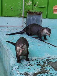 写真：カワウソ