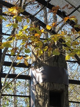 写真：シマフクロウのトカチ1