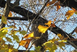 写真：シマフクロウのトカチ2